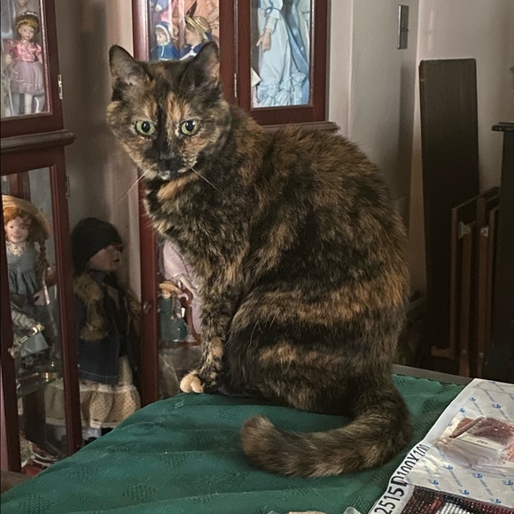 Meet your Posher, Ashlyn - Picture 2 of 10